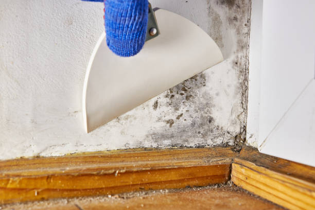 Asbestos and Lead Testing During Mold Inspection in Boyes Hot Springs, CA